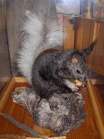 wKaibab Squirrel by Cyndy Crass.jpg (166065 bytes)